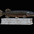 northern-pike-statue-box-1-2-1-7.png fish NORTHERN PIKE (ESOX LUCIUS) open mouth with storage space / for 3d printing