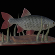 Perlin-9.png fish common rudd statue detailed texture for 3d printing