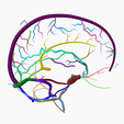 8.png DURAL VENOUS SINUS SEGMENTED MODEL