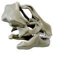 03.jpg Argentinosaurus skull