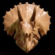 Triceratops_juv05.jpg Triceratops juvenile: Dinosaur Skull
