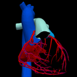 10.png 3D Heart Anatomy with Codominance