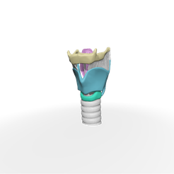 laringe-1.png anatomy of the larynx _ Anatomy of the larynx