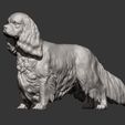 spaniel11.jpg 3D-Datei Spaniel cavalier king charles 3D-Druck Modell・Modell zum Herunterladen und 3D-Drucken