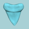 03.png Megalodon Tooth - Jurassic Fossile Real Size