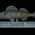 zander-statue-4-open-mouth-1-16.png fish zander / pikeperch / Sander lucioperca  open mouth statue detailed texture for 3d printing