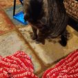 20230711_004149.jpg The Cat Wand