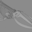 0018.png Fin Whale Skeleton – Realistic Marine Anatomy 3D Model
