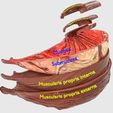 stomach-gastric-separable-parts-3d-model-max-fbx-blend-10.jpg STOMACH GASTRIC SEPARABLE PARTS 3D print model