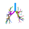 5.png Tracheobronchial Tree Segmented in 101 Parts