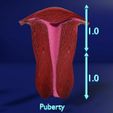 uterus-stages-cut-section-animated-labelled-3d-model-c25a81c2dc.jpg uterus stages cut section animated labelled 3D model