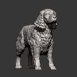 Spaniel9.jpg 3D-Datei Englischer Springer Spaniel 3D-Druck Modell・Design für 3D-Drucker zum herunterladen