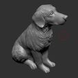 Labrador.jpg Labrador Realistic