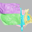 medical,-skull,-dental,-face,-sinus,-eye,-head,-maxillary,-ethmoid,-sphenoid,-frontal,-palate,-anato.png Detailed 3D Printed Multiple Assemblable Parts Nasal Sinus Based on Real Patient CT Scan Data