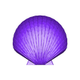 preview.png Sea Shell