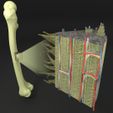 sig.jpg Bone histology anatomy 3D