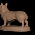 10.jpg Corgi