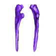 Cervical_ribs_02.obj Life size Citipati (Oviraptor) skull and cervical vertebrae