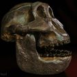 boisei-02.jpg Paranthropus boisei skull (Australopithecus)