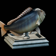 Dentex-trophy-9.png fish Common dentex / dentex dentex trophy statue detailed texture for 3d printing