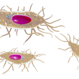 Osteocyte_Render_2.png Osteocito Célula ósea