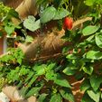 IMG_20240523_174423.jpg hydrosystem basket