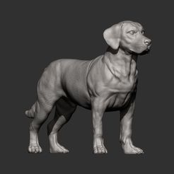 Labrador6.jpg 3D file Labrador 3D print model・3D printer design to download