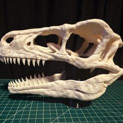 IMG_3971-2.jpg Utahraptor Skull