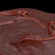 velociraptor3.jpg Velociraptor Fossil Rock - 3D Skeleton of Raptor Dinosaur