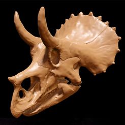Triceratops_juv01.jpg Fichier STL Triceratops juvénile : Crâne de dinosaure・Design pour impression 3D à télécharger