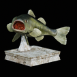 Bass-trophy-3.png Largemouth Bass / Micropterus salmoides fish in motion trophy statue detailed texture for 3d printing