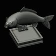 common-carp-trophy-2-2-1-36.png COMMON CARP (CYPRINUS CARPIO) fish in motion trophy statue detailed texture for 3d printing