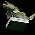 Bass-trophy-16.png Largemouth Bass / Micropterus salmoides fish in motion trophy statue detailed texture for 3d printing