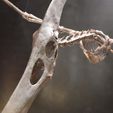 DSC_0048Cults.jpg Pteranodon skeleton