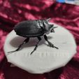 Ox-beetle_seite.jpg Ox Beetle