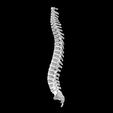 Screen-Shot-2023-02-03-at-3.17.39-PM.png Entire Human Spine Cervical to Lumbar Plus Sacrum Anatomical Model