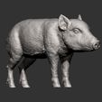 small-boar9.jpg Small boar 3D print model