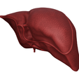 liver_004.png Anatomical Liver Model