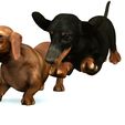 05.jpg DOG - DOWNLOAD Dachshund 3d model - Dog animated for blender-fbx-unity-maya-unreal-c4d-3ds max - 3D printing Dachshund DOG SAUSAGE - SAUSAGE PET CANINE WOLF