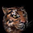 TigerText.jpg Tiger portrait