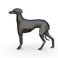 2.jpg Italian Greyhound