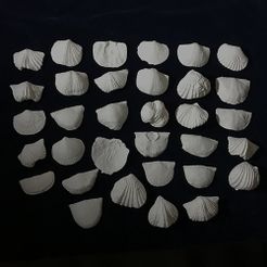 ordovician-brachiopods.jpg 3D file Ordovician Brachiopod collection・3D printing idea to download