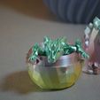DSC_0183.jpg Baby Crystal Dragon
