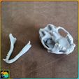 cat5.jpg Cat Skull