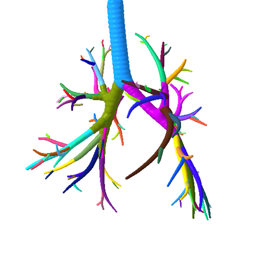 2.png Tracheobronchial Tree Segmented in 101 Parts