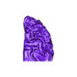 brain 11-_lBrainSG1.stl 3D Model of Brain - section