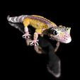 LeopardGecko_BySophie_Szene0007.jpg Archivo 3D Gecko leopardo (forma de color)-archivo de impresión STL-3D - con Full-5・Modelo imprimible en 3D para descargar