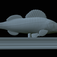 Zander-statue-26.png fish zander / pikeperch / Sander lucioperca statue detailed texture for 3d printing