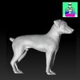 Foxmachoparadosincults2.jpg Fox Terrier Male Stand Short Tail Dog