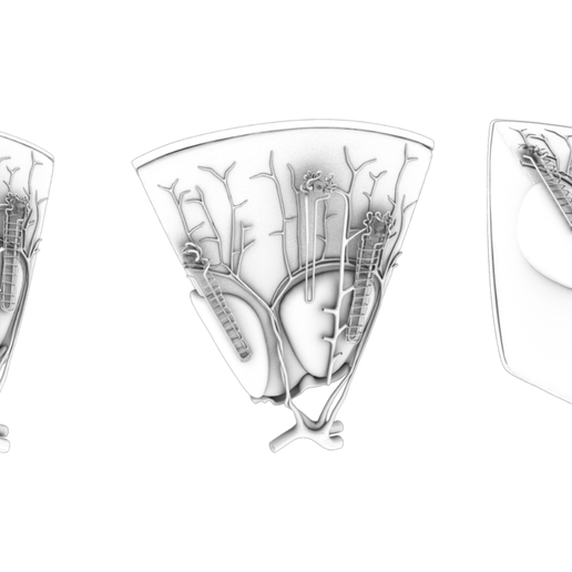 Kidney_AO.png Kidney Nephron Structure Anatomy